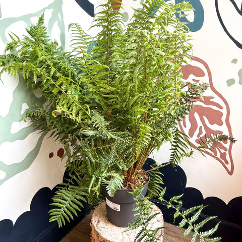 Dryopteris affinis - Scaly Male Fern [Hardy Semi - evergreen] - Sprouts of Bristol
