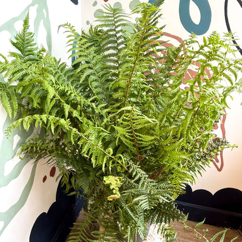 Dryopteris affinis - Scaly Male Fern [Hardy Semi - evergreen] - Sprouts of Bristol