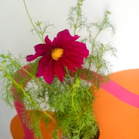 Dwarf Cosmos - Cosmo bipinnatus 'Apollo Magenta Pink' - Sprouts of Bristol