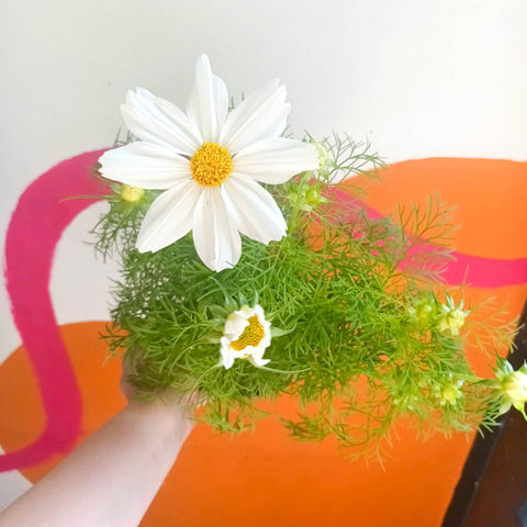 Dwarf Cosmos - Cosmo bipinnatus 'Apollo White' - Sprouts of Bristol