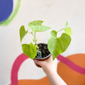 Dwarf French Bean - Phaseolus vulgaris 'Tendergreen' - British Grown - Sprouts of Bristol