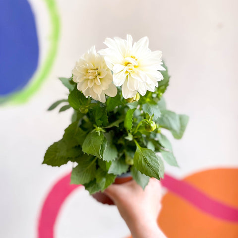 Dwarf White Dahlia - Dahlia 'Dahlietta Whitney' - British Grown - Sprouts of Bristol