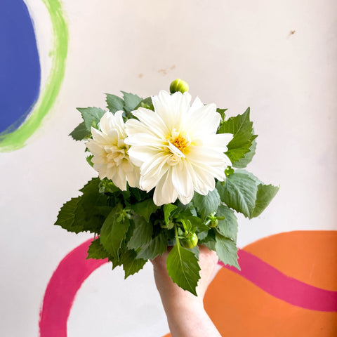 Dwarf White Dahlia - Dahlia 'Dahlietta Whitney' - British Grown - Sprouts of Bristol