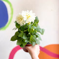 Dwarf White Dahlia - Dahlia 'Dahlietta Whitney' - British Grown - Sprouts of Bristol