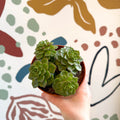 Echeveria affinis - Sprouts of Bristol