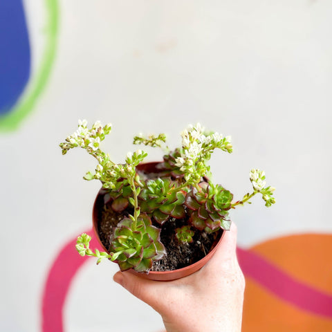 Echeveria affinis - Sprouts of Bristol