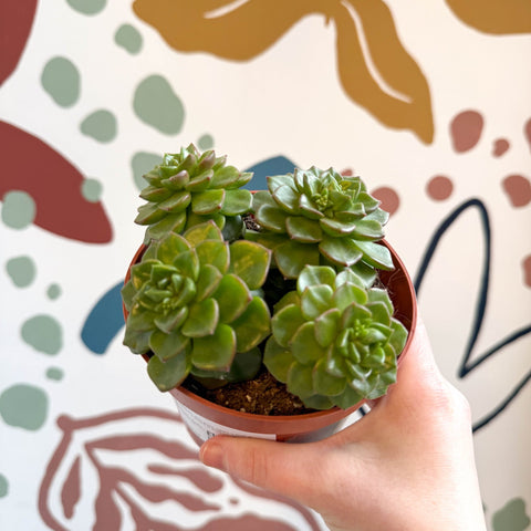Echeveria affinis - Sprouts of Bristol