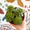 Echeveria affinis - Sprouts of Bristol