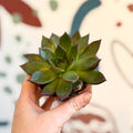 Echeveria agavoides 'Ebony' - Sprouts of Bristol