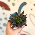 Echeveria 'Black Point' - Sprouts of Bristol