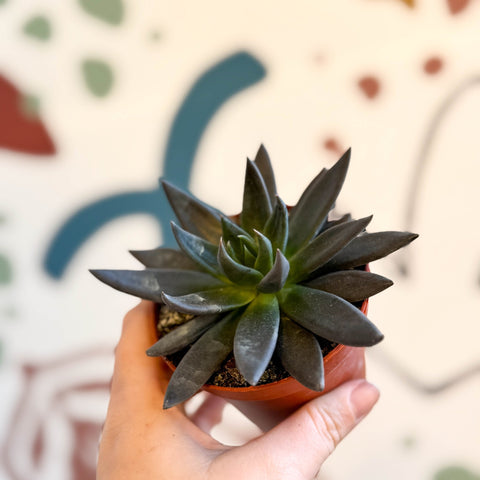 Echeveria 'Black Point' - Sprouts of Bristol