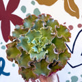 Echeveria ‘Giant Blue’ – Giant Blue Succulent - Sprouts of Bristol