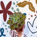 Echeveria ‘Giant Blue’ – Giant Blue Succulent - Sprouts of Bristol