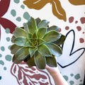 Echeveria 'Madiba' - Sprouts of Bristol