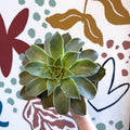Echeveria 'Madiba' - Sprouts of Bristol