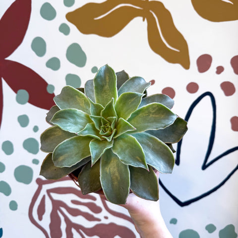 Echeveria 'Madiba' - Sprouts of Bristol