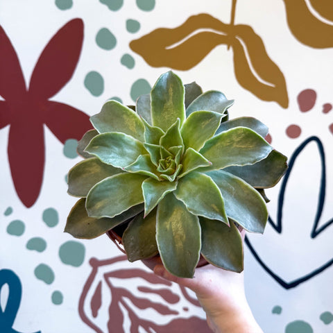 Echeveria 'Madiba' - Sprouts of Bristol