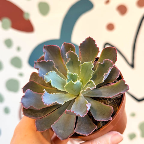 Echeveria ‘Neon Breaker’ - Sprouts of Bristol