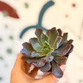 Echeveria ‘Neon Breaker’ - Sprouts of Bristol
