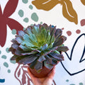 Echeveria ‘Neon Breaker’ - Sprouts of Bristol