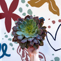 Echeveria ‘Neon Breaker’ - Sprouts of Bristol