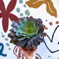 Echeveria ‘Neon Breaker’ - Sprouts of Bristol