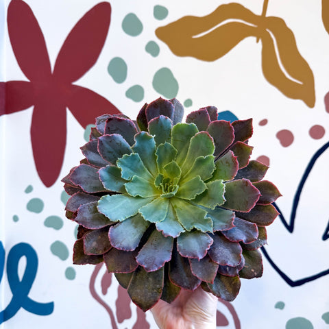 Echeveria ‘Neon Breaker’ - Sprouts of Bristol