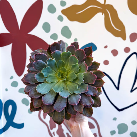 Echeveria ‘Neon Breaker’ - Sprouts of Bristol