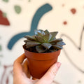 Echeveria purpurea - Sprouts of Bristol