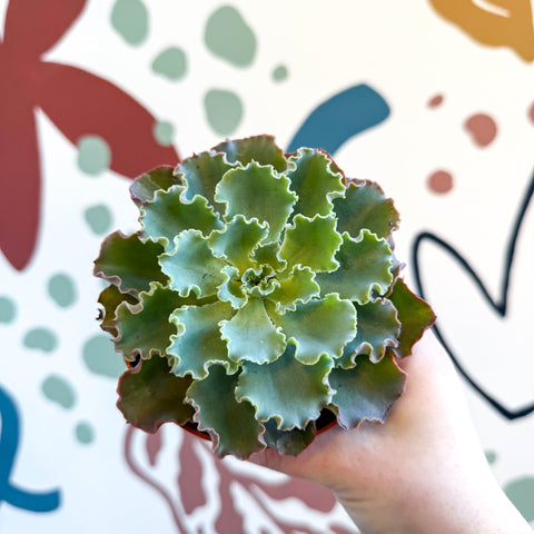 Echeveria shaviana - Sprouts of Bristol