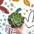 Echeveria shaviana - Sprouts of Bristol