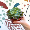Echeveria shaviana - Sprouts of Bristol