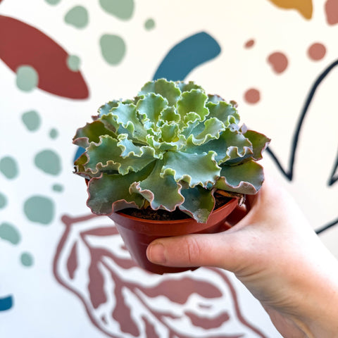 Echeveria shaviana - Sprouts of Bristol