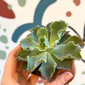Echeveria shaviana - Sprouts of Bristol