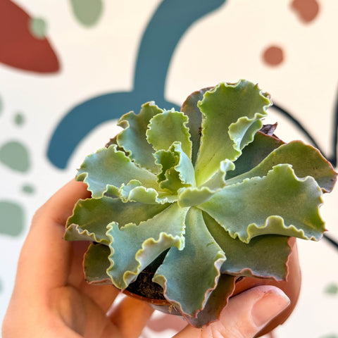 Echeveria shaviana - Sprouts of Bristol