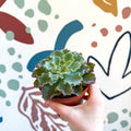 Echeveria shaviana - Sprouts of Bristol