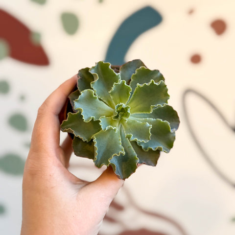 Echeveria shaviana - Sprouts of Bristol