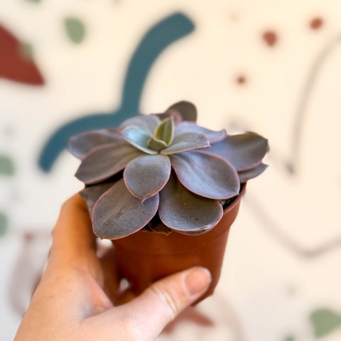 Echeveria subcorymbosa - Sprouts of Bristol