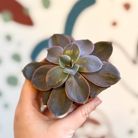 Echeveria subcorymbosa - Sprouts of Bristol