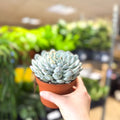 Echeveria texensis – Texas Echeveria - Sprouts of Bristol