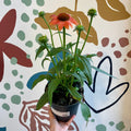 Echinacea 'Mooodz Sympathy' - Coneflower - Sprouts of Bristol