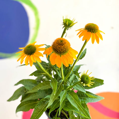 Echinacea purpurea - Yellow Coneflower - Sprouts of Bristol