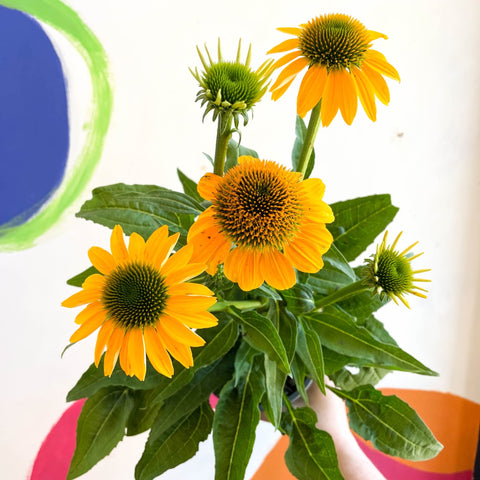 Echinacea purpurea - Yellow Coneflower - Sprouts of Bristol