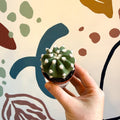 Echinopsis multiplex – Night - Blooming Hedgehog Cactus - Sprouts of Bristol