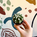 Echinopsis multiplex – Night - Blooming Hedgehog Cactus - Sprouts of Bristol