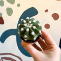 Echinopsis multiplex – Night - Blooming Hedgehog Cactus - Sprouts of Bristol