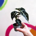 Elephant Ear - Alocasia x Amazonica 'Polly' - Sprouts of Bristol