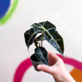 Elephant Ear - Alocasia x Amazonica 'Polly' - Sprouts of Bristol