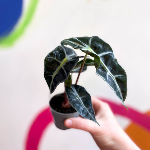 Elephant Ear - Alocasia x Amazonica 'Polly' - Sprouts of Bristol