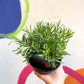 English Lavender - Lavandula angustifolia 'Hidcote' - British Grown Perennial - Sprouts of Bristol